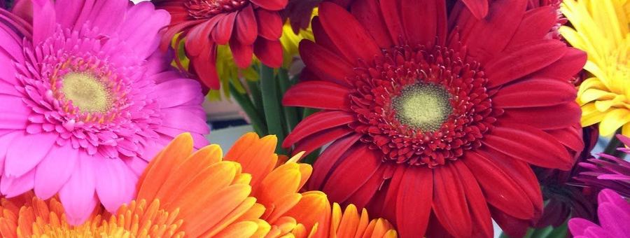 The Language of Flowers